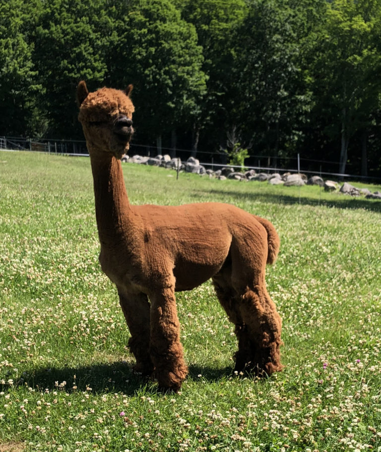 Flying Under The Radar But Completely Worthy: CCNF Moonraker