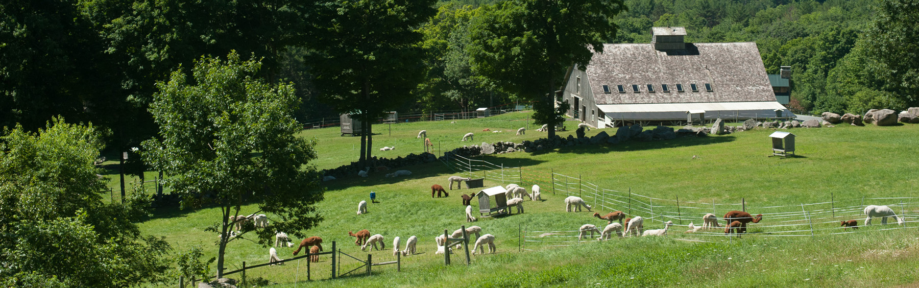 Cas-Cad-Nac Farm Alpacas, Perkinsville, VT